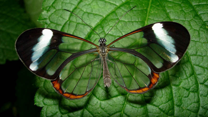 Glasswing Glow Gloss